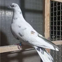 هفت عدد غریبگیری (فقط یکجا)