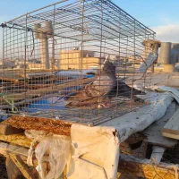 کله ماستی . کله سفید