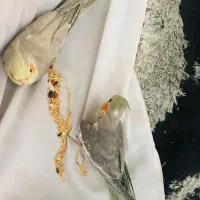 عروس هلندی نر و ماده