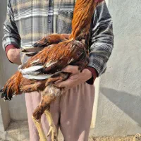 خروس لاری غول تاج دونگ بالا