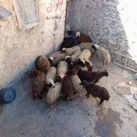 فروش کاور نر و ماده|حیوانات مزرعه|سقز, |دیوار