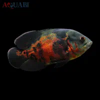 اکواریوم ماهی اسکار  و لوازم