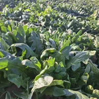 سبزی خورشتی کامل همراه با تره و جعفری سر زمین