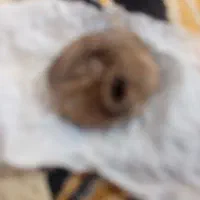 فروش سنگهای قدیمی