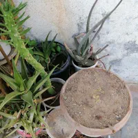 فروش گل طبیعی|گل و گیاه طبیعی|شیراز, شهرک مهدیآباد|دیوار