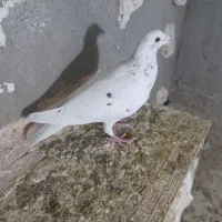 کبوتر در پرنده