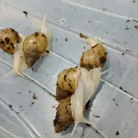 حلزون مفت (خاک و غذا و باکس موجوده) ارسال رایگان