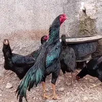 تخم نطفه دار اوشامو مشکی خالص ازین مولدا