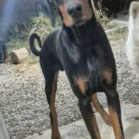 دوبرمن اروپایی نر پوست چرمی