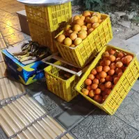 نیروی کار ساعتی جهت میوه فروشی