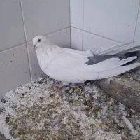 چش سفید نوک سفید