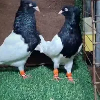 جفت کله سیاه تن پاک چشم نوک صدفی