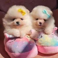 انوا.ع توله سگ های فانتزی|سگ|شیراز, پانصد دستگاه ارتش|دیوار