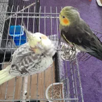 عروس هلندی مولد