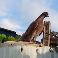 کبوتر گمشده