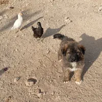 توله قدرجونی