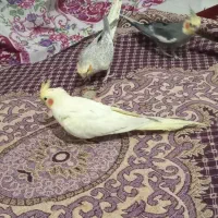 پرنده|پرنده|ایجرود, |دیوار