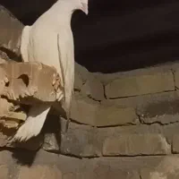 کبوتر پرشی. زرد .سار .سفید.|پرنده|مشهد, شهید احمدی روشن|دیوار