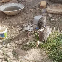 جوجه بقلمون