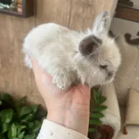 بچه خرگوش لوپ|موش و خرگوش|کرمان, |دیوار