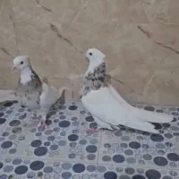 طوقی|پرنده|شیراز, محمدیه|دیوار