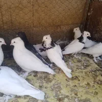 کبوتر|پرنده|اصفهان, ارغوانیه|دیوار