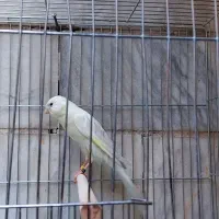 قناری رسمی بلند|پرنده|ری, دیلمان|دیوار