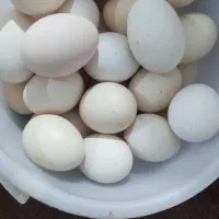 فروش تخم مرغ محلی