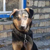 سگ نگهبان|سگ|چناران, |دیوار