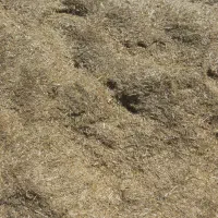 کاه گندم
