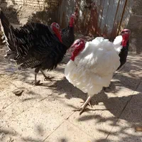 بوقلمون|حیوانات مزرعه|نیشابور, مازول|دیوار