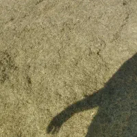 یونجه چین اول کوفته شده با کمباین