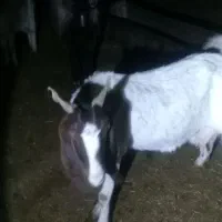 بز دوقلو زا با دوتا بیگ نر ماده افغانی دینراک|حیوانات مزرعه|اندیکا, |دیوار