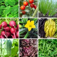 بذر سبزی جات و صیفی جات