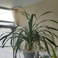 گل پاندانوس