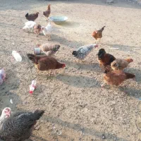 مرغ و غاز تخمگذار