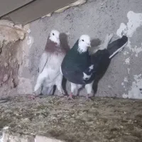 ۵کبوتر اتیقه