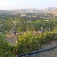 زمین کشاورزی