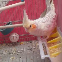 جوجه عروس هلندی|پرنده|خمینیشهر, |دیوار