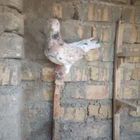 کبوتر ماده کار