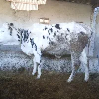 فروش دوراس تلیسه آبستن سیمینتال شکم اول|حیوانات مزرعه|اسلام آباد, |دیوار