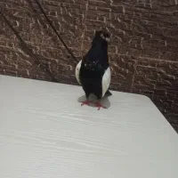 جفت سینه ای|پرنده|چمران, |دیوار