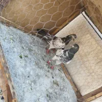 کفتر یا کبوتر معاوضه با قناری|پرنده|کرمانشاه, |دیوار