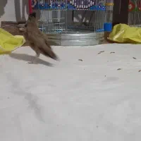 سهره خاکی قناری|پرنده|اصفهان, بوستان ناژوان|دیوار