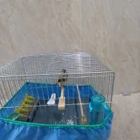 سهره دوسال|پرنده|مریوان, |دیوار