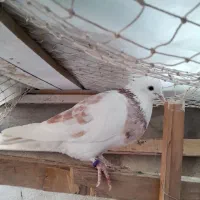 چند جفت کفتر هم جنس هم پرش