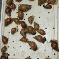حلزون