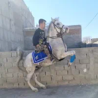 اسب نریان پرخون