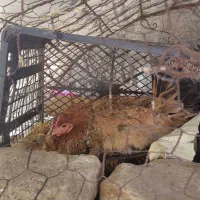 َمرغ  گلین کرچ