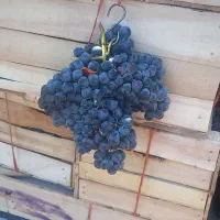 انگور دیم شانی شاهانی سردشت|خوردنی و آشامیدنی|کرج, میدان میوه و تره بار مرکزی|دیوار